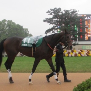 2013.11.03 京都11Rみやこステークス　ダ1800