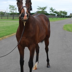 日高社台Ｆにて