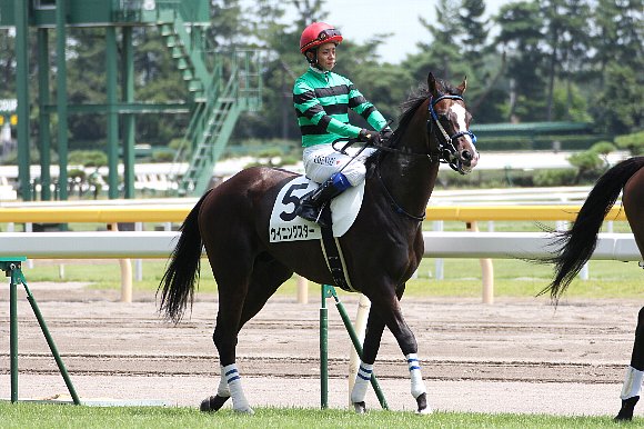新潟新馬戦 ウイニングスター