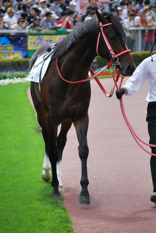 デビュー戦パドック ネオウィズダム