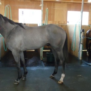 7/9　ノーザンファームしがらきにて