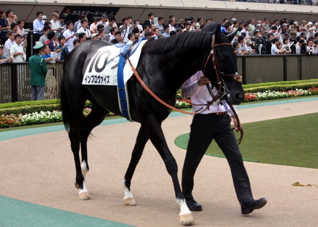 未勝利戦パドック インプロヴァイズ