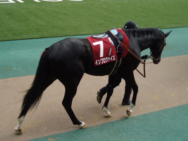 ’１４京王杯ＳＣパドック インプロヴァイズ