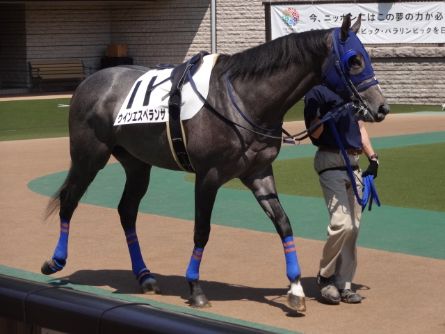 未勝利戦パドック ウインエスペランサ