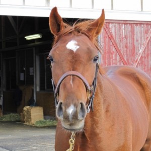 ノーザンファーム空港_牧場見学②
