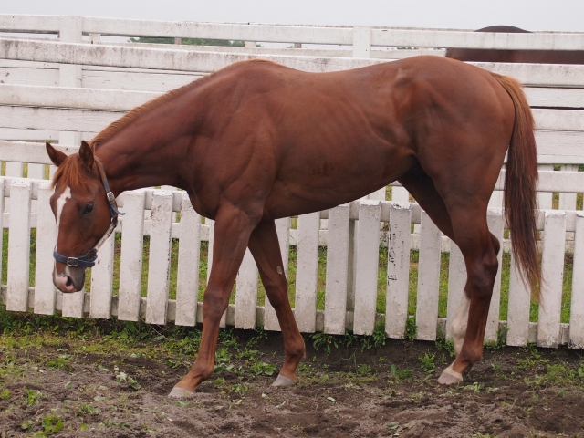 ビッグレッドファーム明和にて マイネルエテルネル