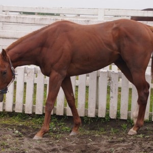 ビッグレッドファーム明和にて