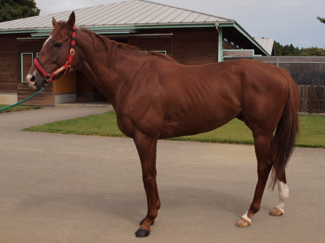ビッグレッドファーム鉾田にて マイネルエテルネル