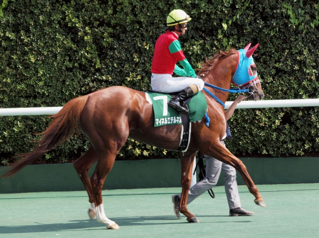 北九州記念　本馬場入場前 マイネルエテルネル