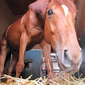 カバっぽい一枚♪