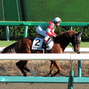 14戦目返し馬