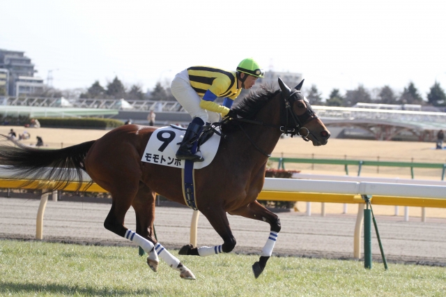 3歳未勝利戦　返し馬 モモトンボ