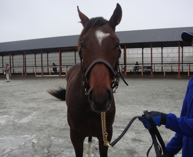 ノーザンファーム天栄 ダイビングボード