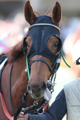 新馬戦パドック ティグラート