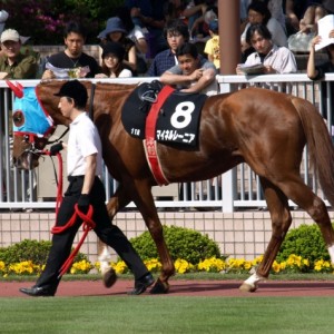 谷川岳ステークス　パドック