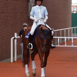 札幌競馬場　1Rパドック　（誘導馬引退前日）