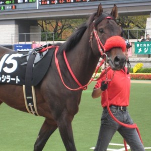 20071117東京競馬場