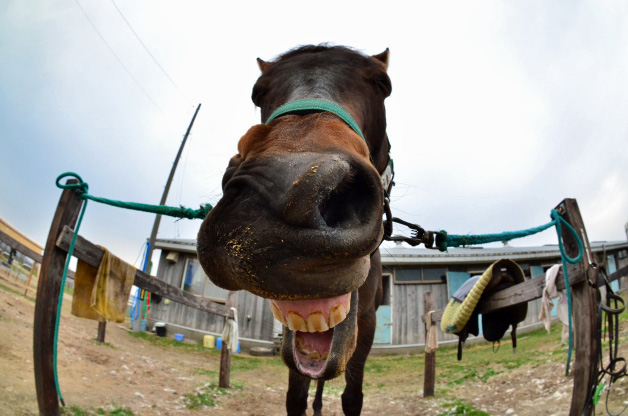 ホースガーデンしらおいにて。 アルシラート