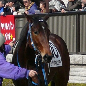 東京競馬場パドック