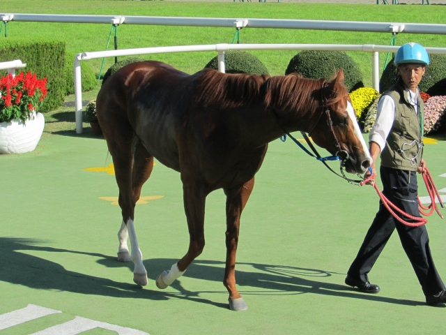 ウィナーズサークル アースゼウス