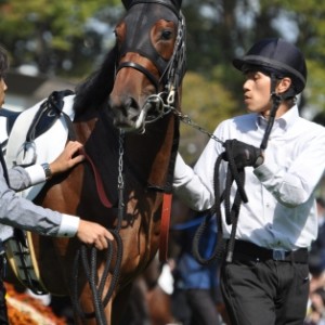 新馬戦/パドック