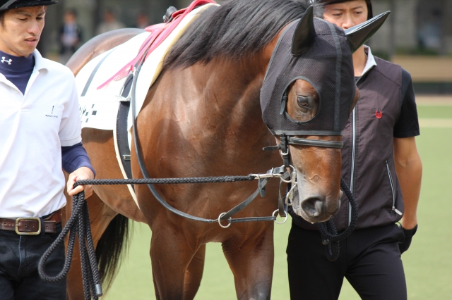 東京　未勝利戦パドック ゴールデンヒーロー