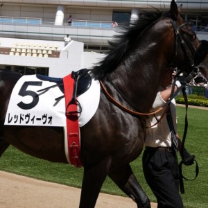 中山　2歳新馬