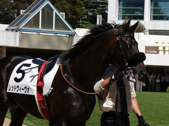 中山　2歳新馬 レッドヴィーヴォ