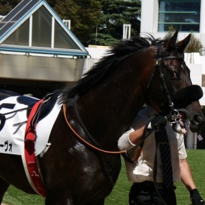 中山　2歳新馬