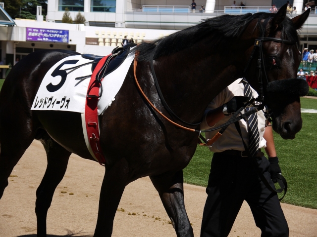 中山　2歳新馬 レッドヴィーヴォ