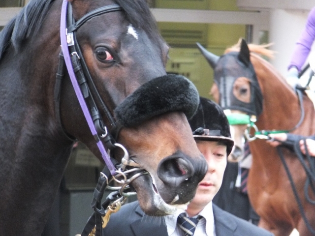 3/31 中山６Ｒパドック1 レッドヴィーヴォ