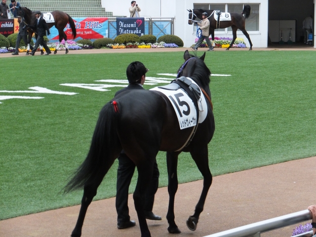/31 中山６Ｒパドック4 レッドヴィーヴォ