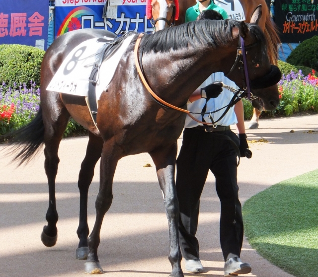 ９月２９日中山８Ｒ　パドック レッドヴィーヴォ