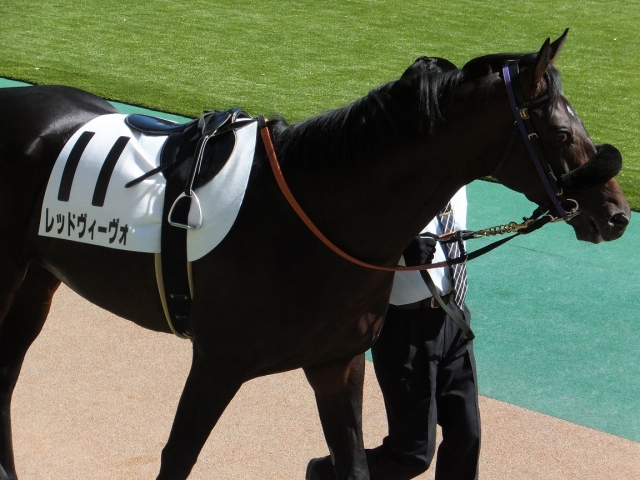 １０月１３日東京７Ｒパドック レッドヴィーヴォ