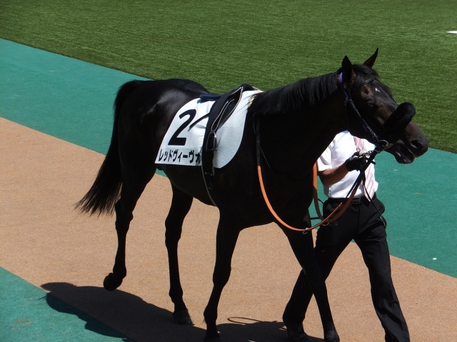 ６月１５日東京８Ｒパドック３ レッドヴィーヴォ