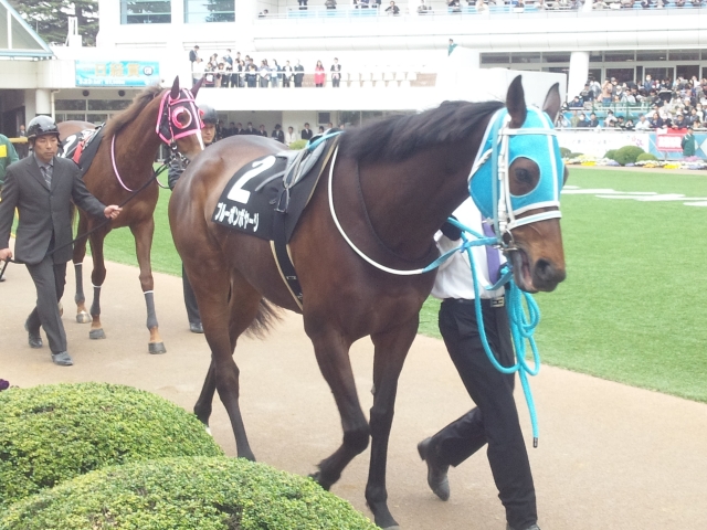 2013/03/23ミモザ賞中山競馬場パドック ブルーボンボヤージ