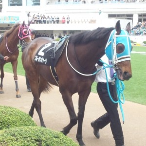 2013/03/23ミモザ賞中山競馬場パドック