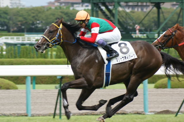 マジェスティハーツ アルバム写真 新馬戦 ゴール手前 一口馬主db マジェスティハーツ アルバム写真 新馬戦 ゴール手前 一口馬主db