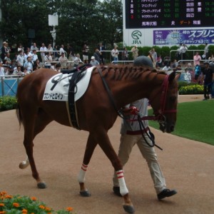中山新馬戦パドック