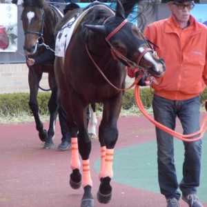 平成26年1月18日中京7Rパドック2
