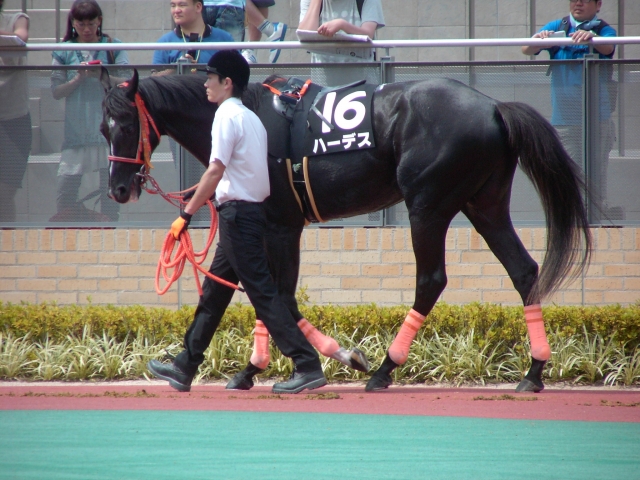平成25年7月6日中京9Rパドック1 ハーデス