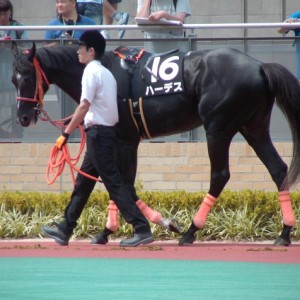 平成25年7月6日中京9Rパドック1