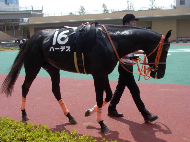 平成25年7月6日中京9Rパドック2 ハーデス