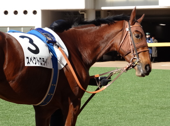 新馬戦　パドック スペクトロライト