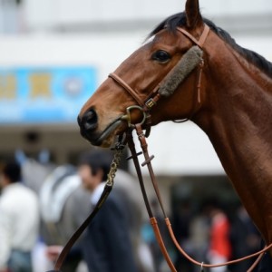 3/23 未勝利パドック①