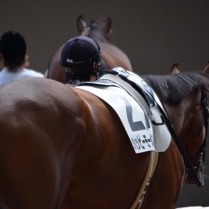 阪神500万下パドック