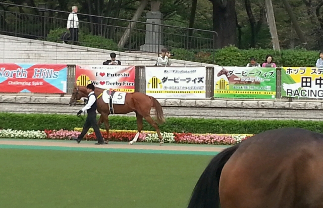 未勝利戦パドック ダービーフィズ