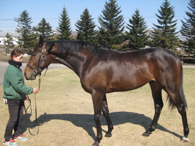 2012年4月ノーザンファーム早来にて エピファネイア