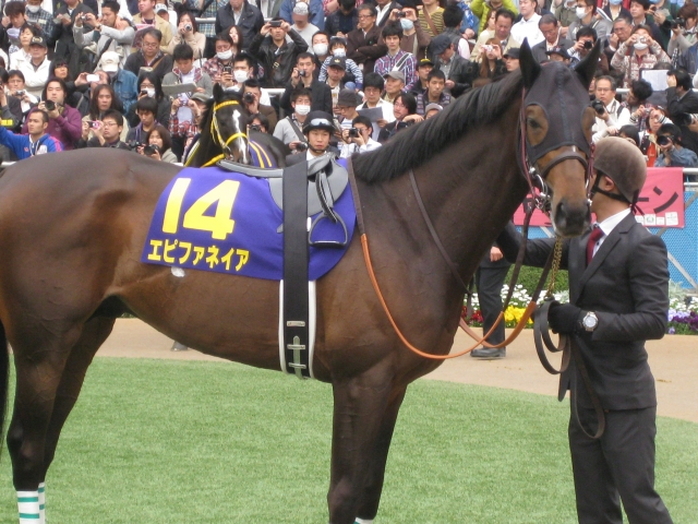 皐月賞 エピファネイア