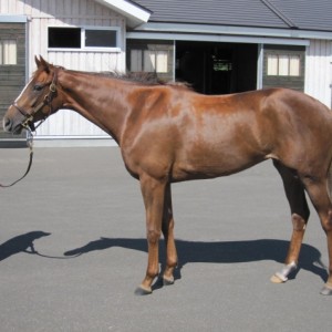 NF早来_牧場見学①